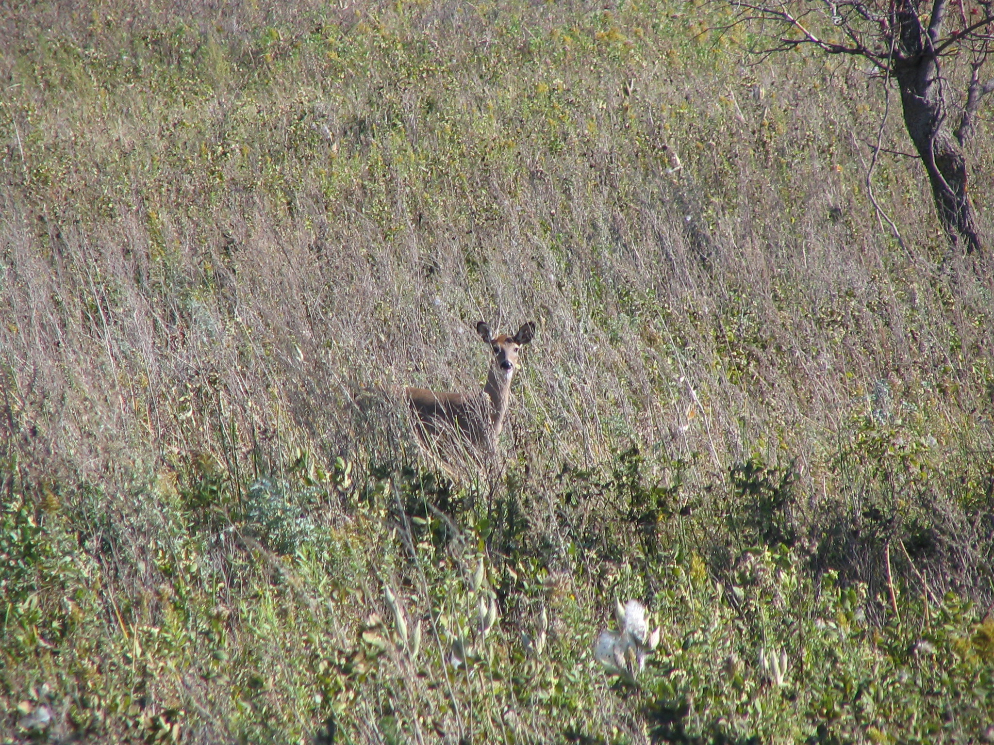 A doe is seen on native prairie at Pelican Lake.